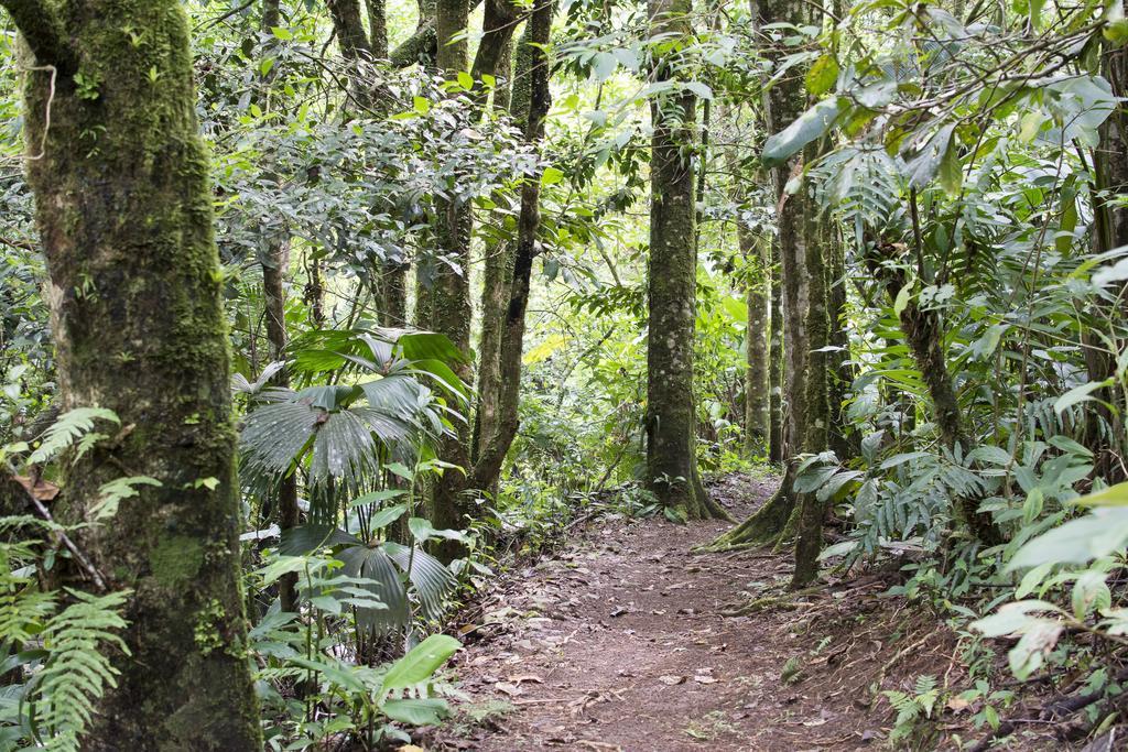 Bosque De Paz Reserva Biologica Toro Amarillo 외부 사진