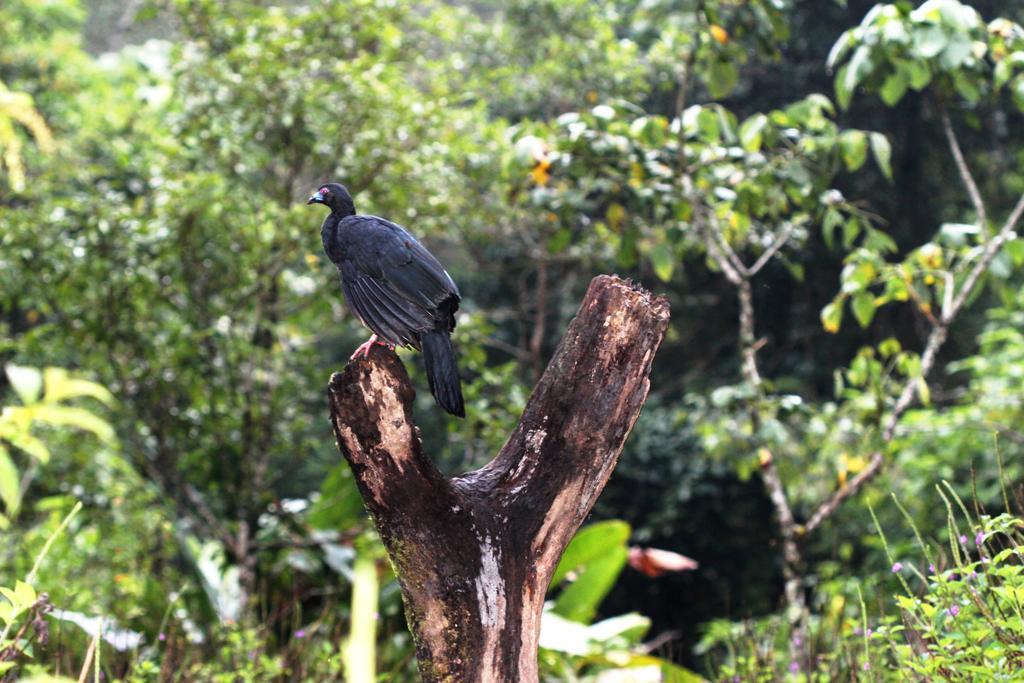 Bosque De Paz Reserva Biologica Toro Amarillo 외부 사진