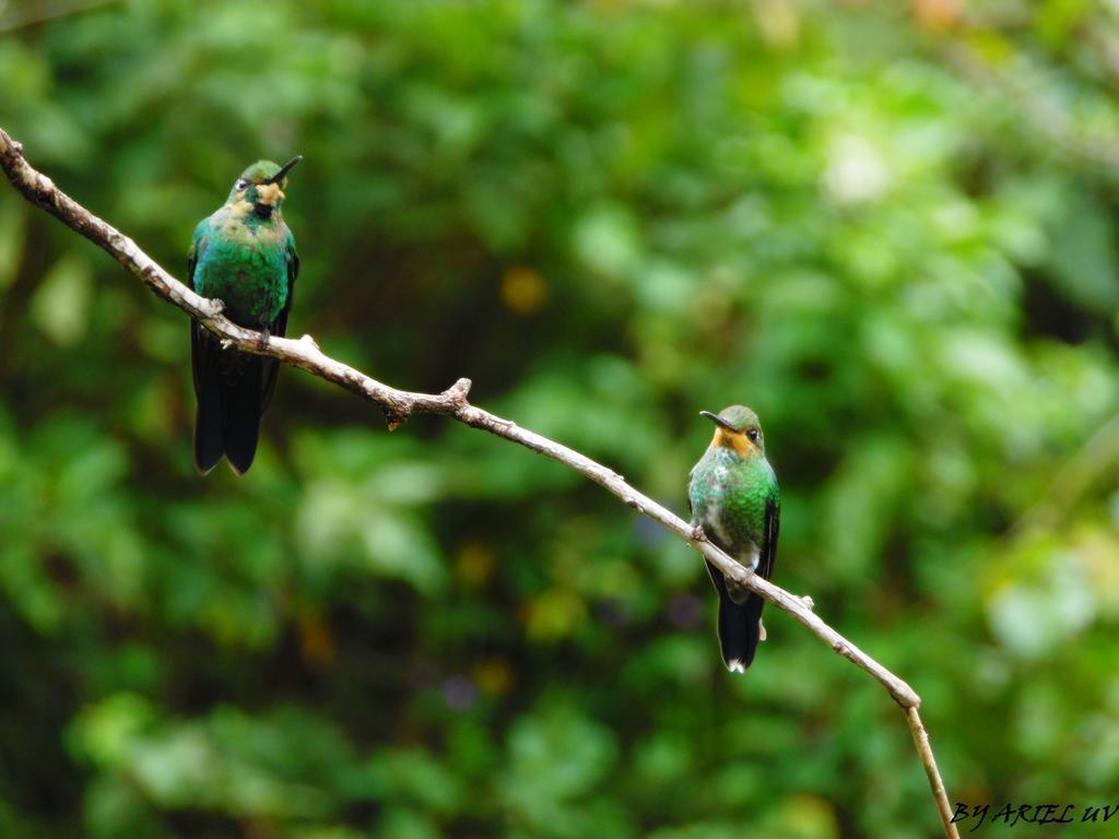 Bosque De Paz Reserva Biologica Toro Amarillo 외부 사진